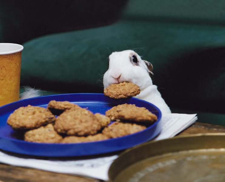 Cookie theif rabbit