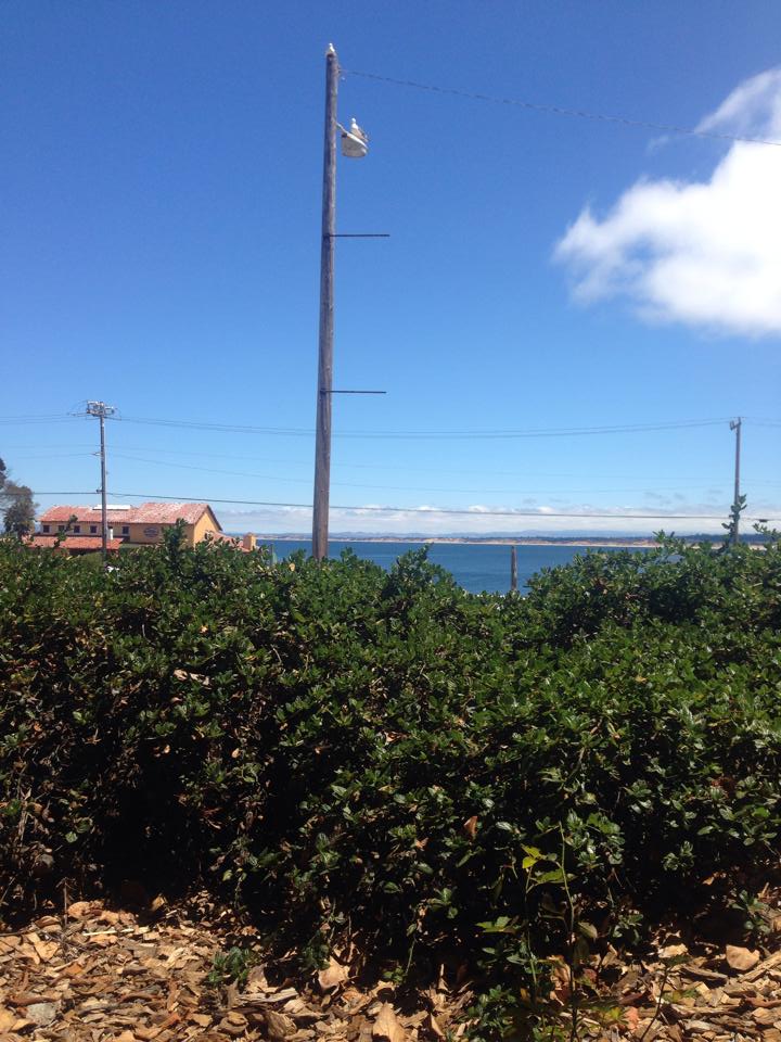 Enjoying Monterey during the week is vastly more fun!  Gorgeous view and Byron too