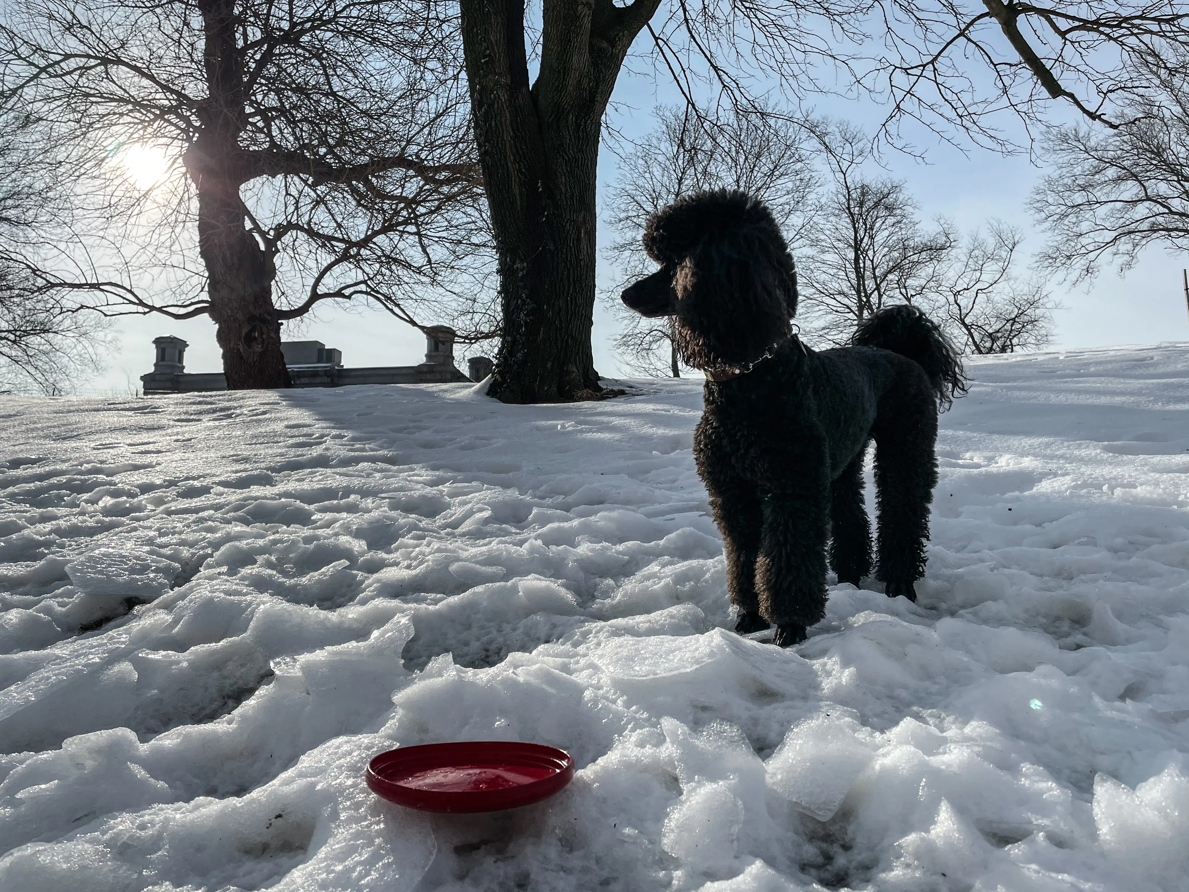 Byron the Poodle with Disc
