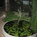 Cactus and pond at the Hotel San Jose