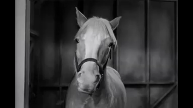 Mister Ed, from CBS show of the same name