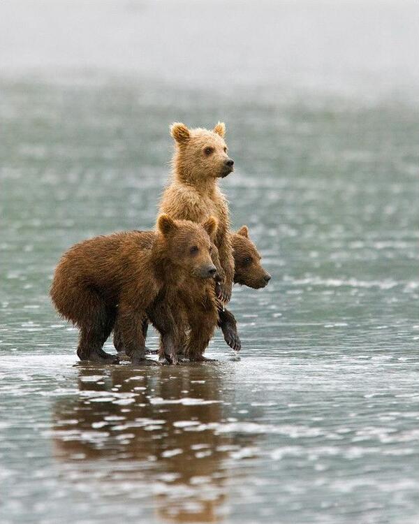 Bear cubs investigate