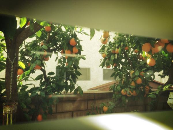 Orange trees