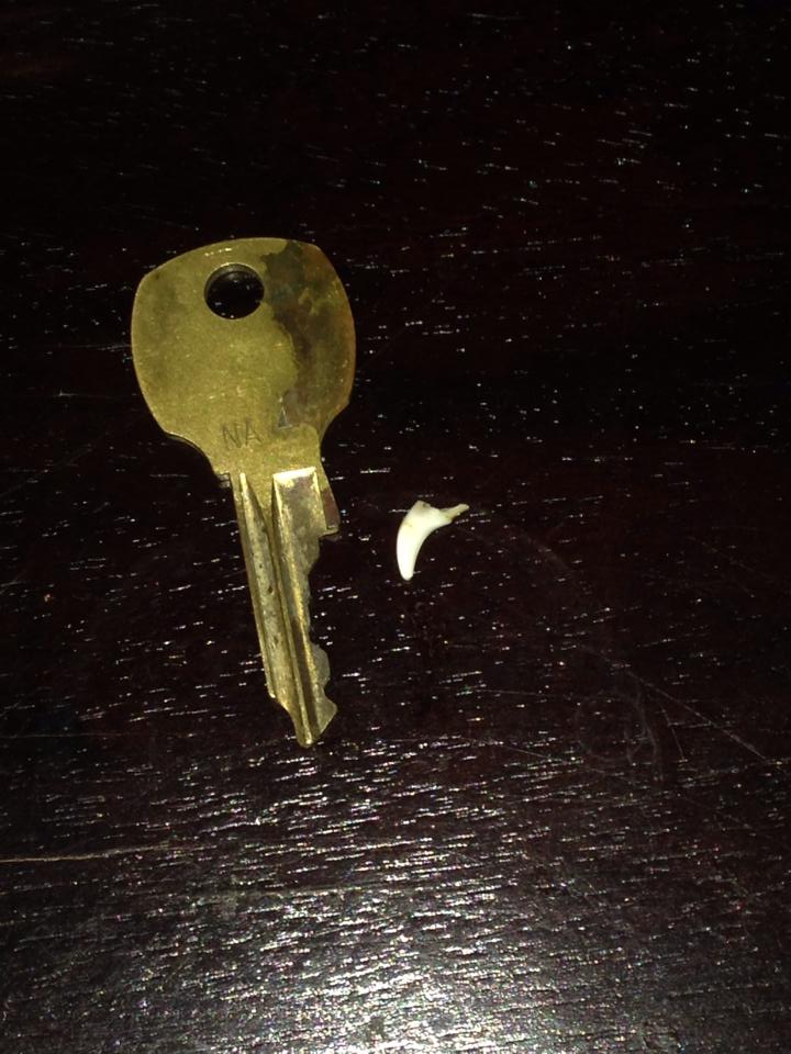 Byron just came back in from outside, stopped, opened his mouth and out dropped this baby tooth. Mail key included for scale. ðŸ˜­