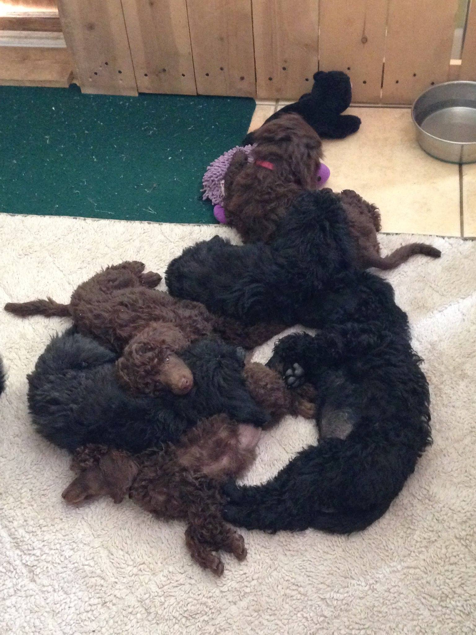 Happy 1 year birthday to the Russo x Carly litter of Karbit Poodles.