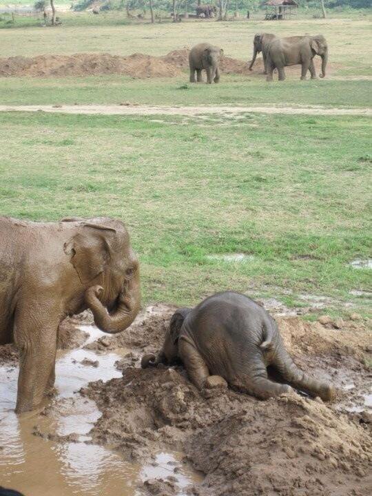 Upset baby elephant