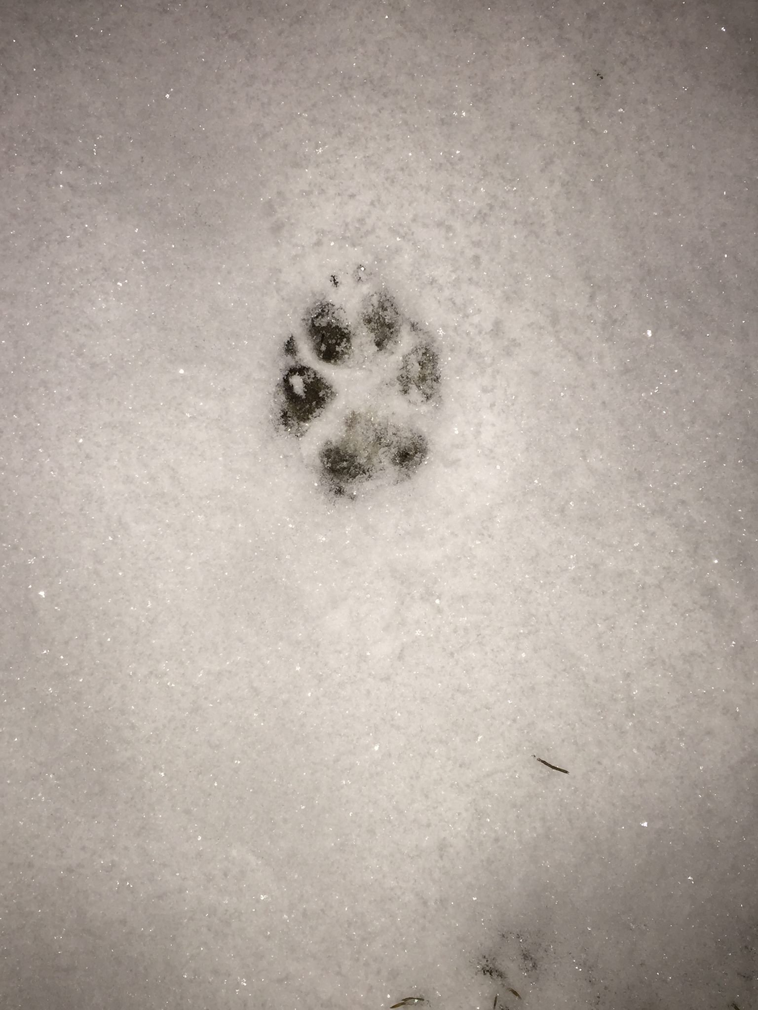 A night time run with a wild snow-loving beast.