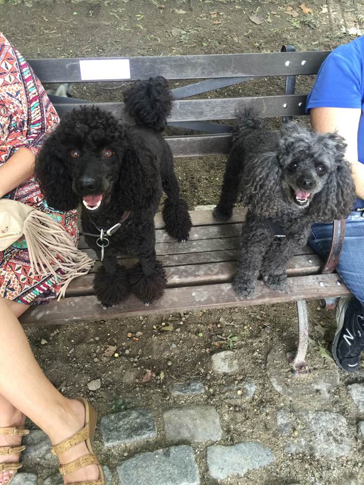 Met new poodles at the park. Lucy is a sophisticated older lady.