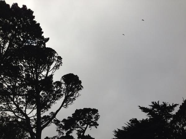 Trees of Golden Gate Park