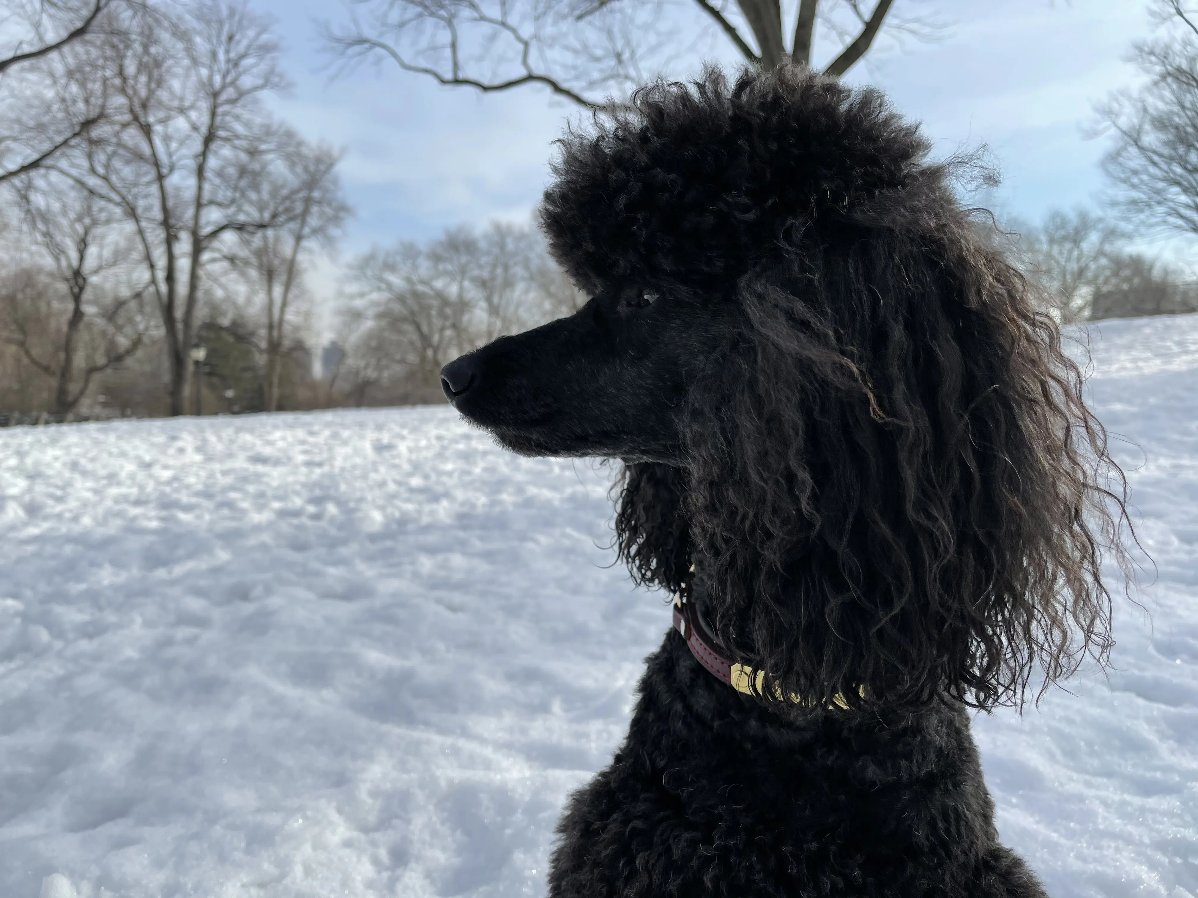 Byron the Poodle in Profile