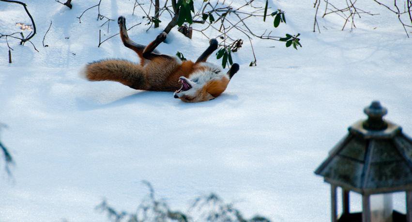 Playing fox