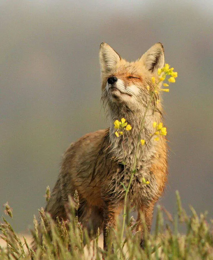 Fox in flowers