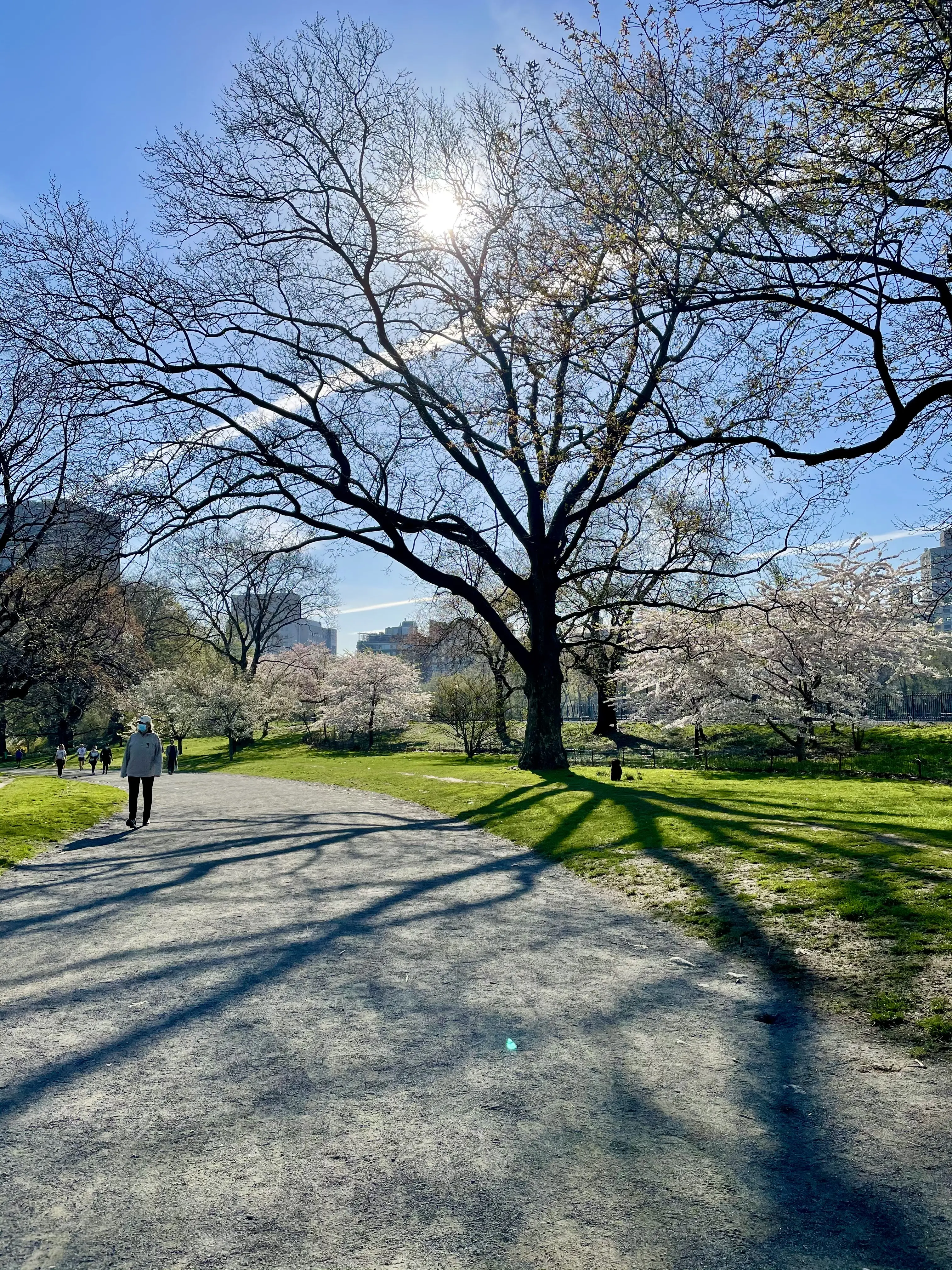 _Lauren_ Early-Spring Central Park on Wednesday (near the reservoir)